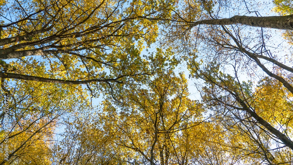 Bottom view of the treetops in the autumn forest. Autumn forest background. Trees with bright colored leaves, red-orange trees in the autumn park. The slow process of changing the state of nature