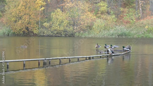 Autumn city landscape. Ducks swim along the river, lake, there are trees with yellow leaves on the shore. Park