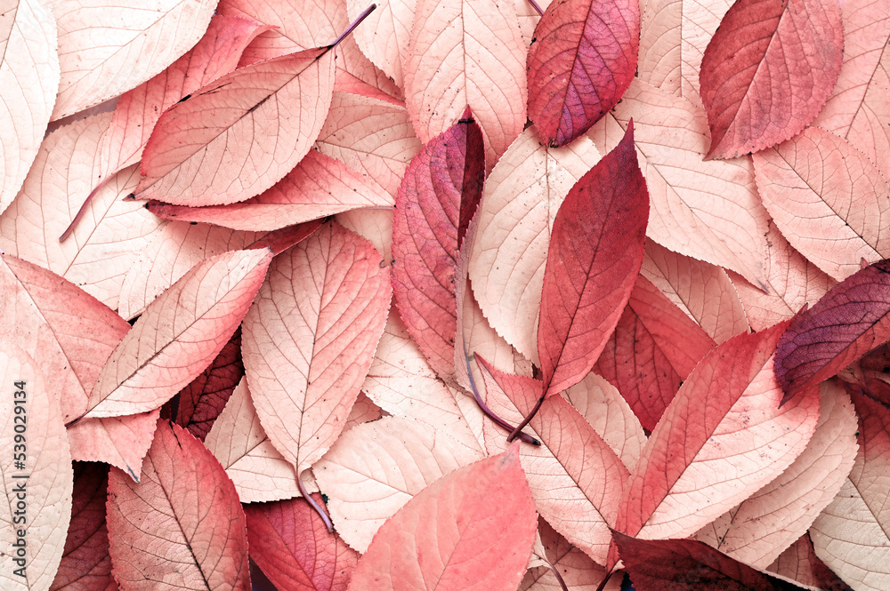 Fall leaves background. Autumn concept.