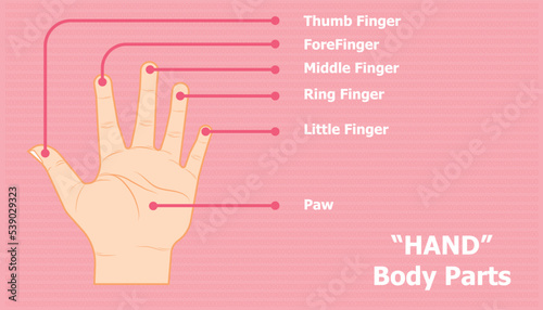 Vector illustration of parts of a hand on a pink background
