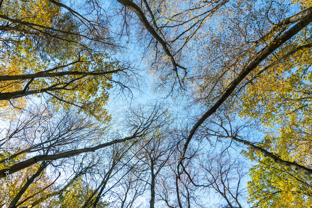 Bottom view of the treetops in the autumn forest. Autumn forest background. Trees with brightly colored leaves, red-orange trees in the autumn park. Colorful leaves and trees against the blue sky. Bottom view of the treetops in the autumn forest. Autumn forest background. Trees with brightly colored leaves, red-orange trees in the autumn park. Colorful leaves and trees against the blue sky.