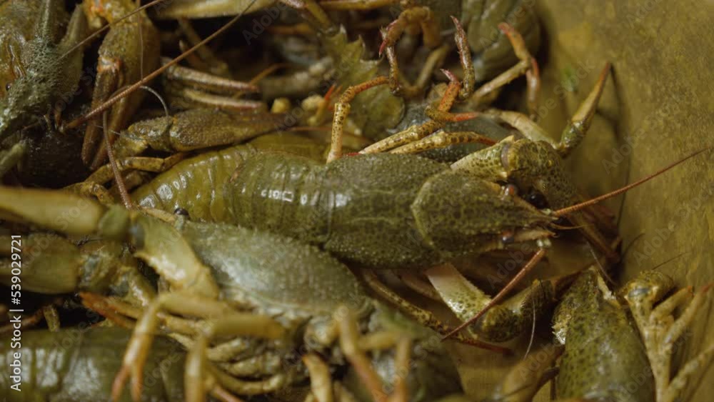 Fresh crayfish. Delicacy food. River freshwater crayfish Fresh crayfish. Delicacy food. River freshwater crayfish