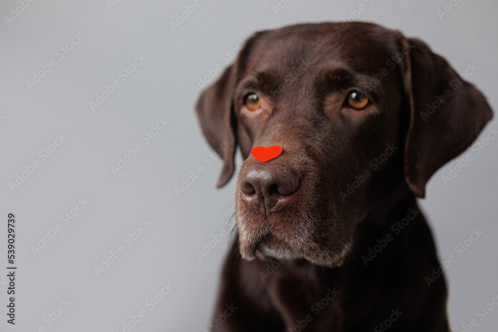dog is a chocolate labrador retriever with hearts on his head and nose. valentine's day, date or birthday party. A beautiful Labrador dog, in love and joyful. feelings of love and infatuation