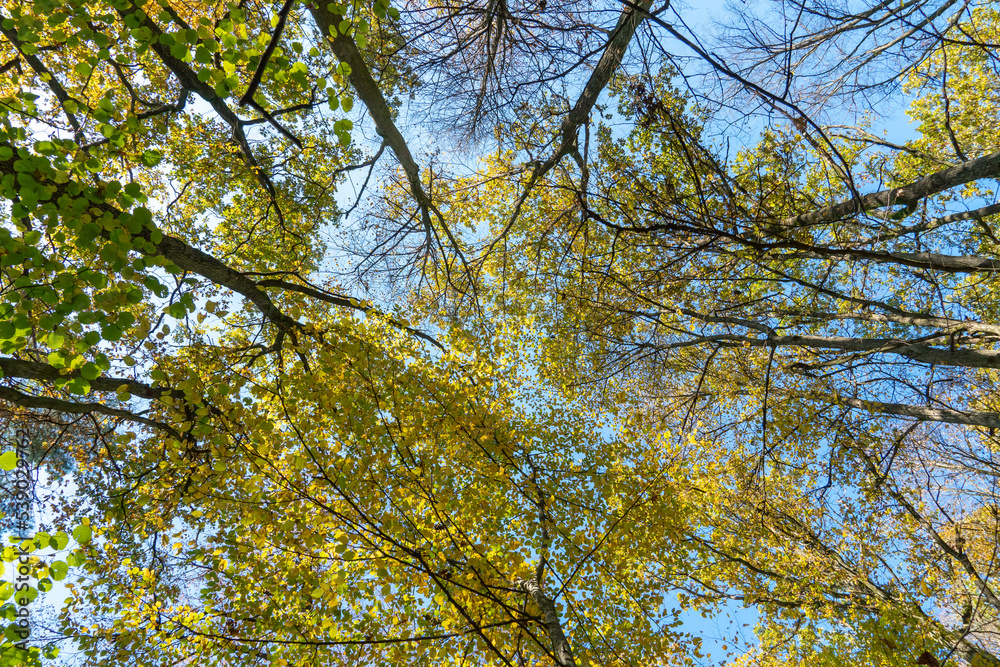 Bottom view of the treetops in the autumn forest. Autumn forest background. Trees with brightly colored leaves, red-orange trees in the autumn park. Colorful leaves and trees against the blue sky. Bottom view of the treetops in the autumn forest. Autumn forest background. Trees with brightly colored leaves, red-orange trees in the autumn park. Colorful leaves and trees against the blue sky.
