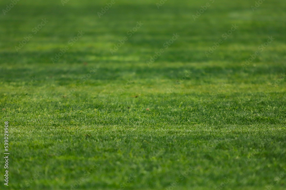 Green grass of a soccer field with selective focus in the center of the image, with no other objects in the image.
