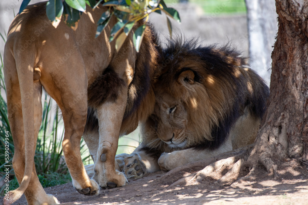 Naklejka premium African Lion (Panthera Leo)