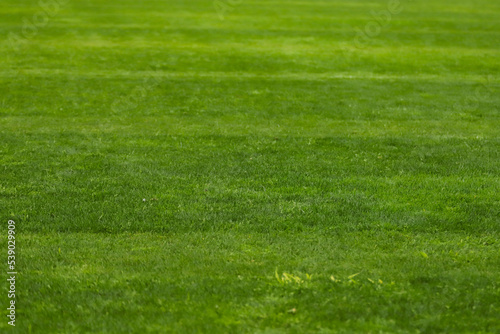 Green grass of a soccer field with selective focus in the center of the image, with no other objects in the image. 