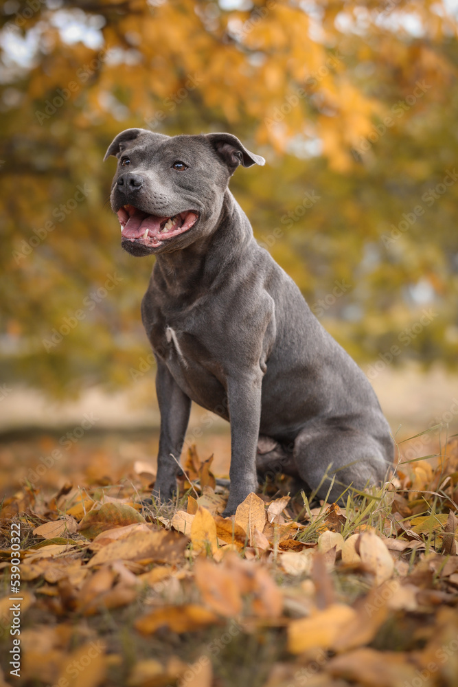 Vertical Portrait of Blue Staffy in Autumn Park. Smiling English Staffordshire Bull Terrier Sits Down on Colorful Fallen Leaves.