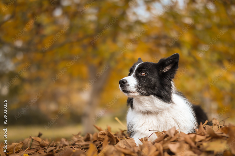 Sweet Border Collie Lies Down in Fallen Leaves in the Park. Shallow Depth of Field of Cute Black and White Dog in Autumn Nature in October.