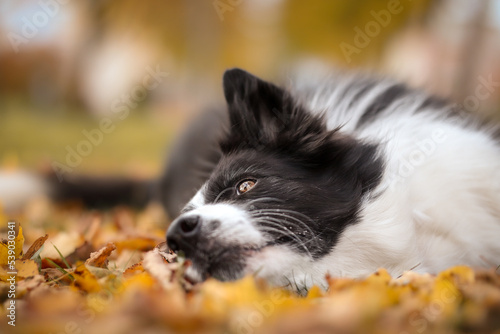 Cute Border Collie Lies Down on Autumn Leaves. Adorable Black and White Dog on Colorful Ground during Fall Season. © nicolecedik