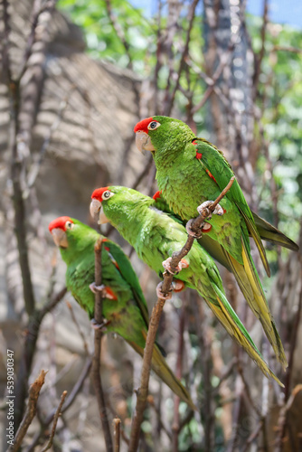Three Cordilleran Parakeet Sitting on Twig in Zoo. Psittacara Frontatus is a Long-Tailed South American Species of Parrot. Bird in Zoological Garden. photo