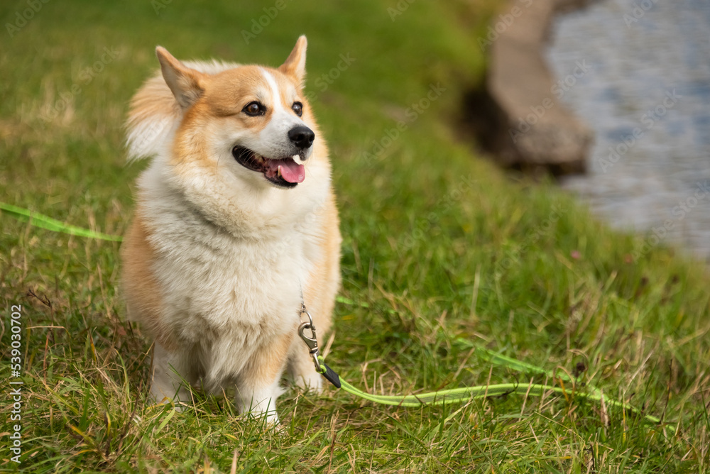 happy smiling corgi face outdoors in autumn happy smiling corgi face outdoors in autumn