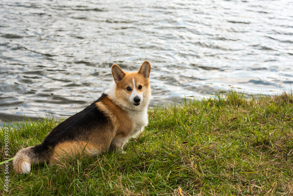 Happy and active purebred Welsh Corgi dog outdoors in the grass