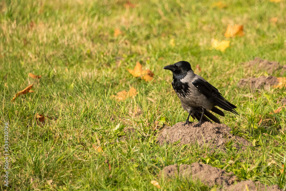 Black and white crow bird sitting on the ground on blurred summer background Black and white crow bird sitting on the ground on blurred summer background