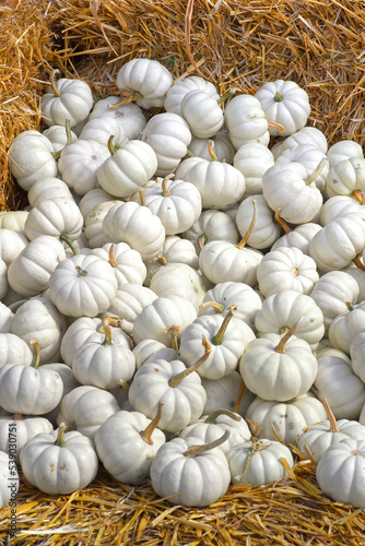 White pumkins