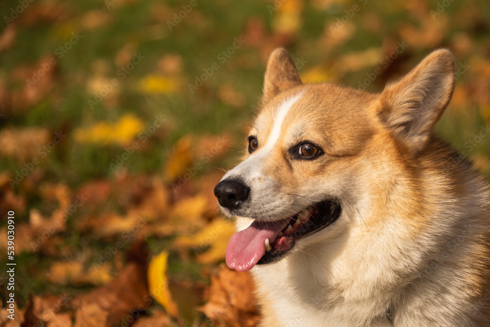 Happy and active purebred Welsh Corgi dog outdoors in the grass