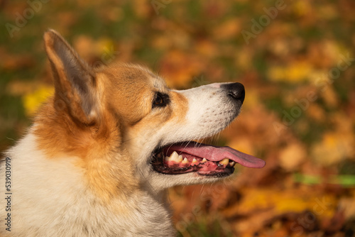 Happy and active purebred Welsh Corgi dog outdoors in the grass © Pavel