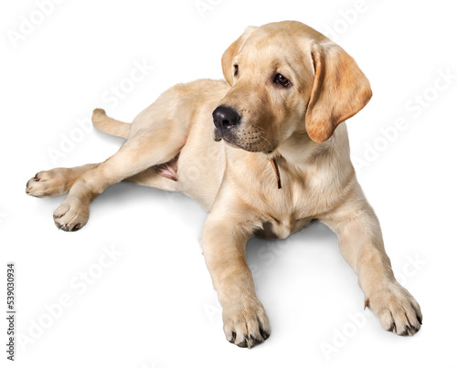 Beautiful Labrador retriever in front of white background