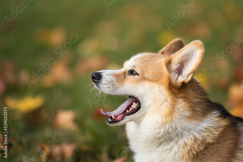 happy smiling corgi face outdoors in autumn © Pavel