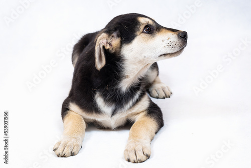 A large half-breed puppy of an Eastern European shepherd poses in the studio.