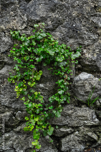 old wet concrete wall covered with grass and vines. High quality photo