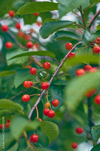 Small red cherries on fresh green tree. High quality photo