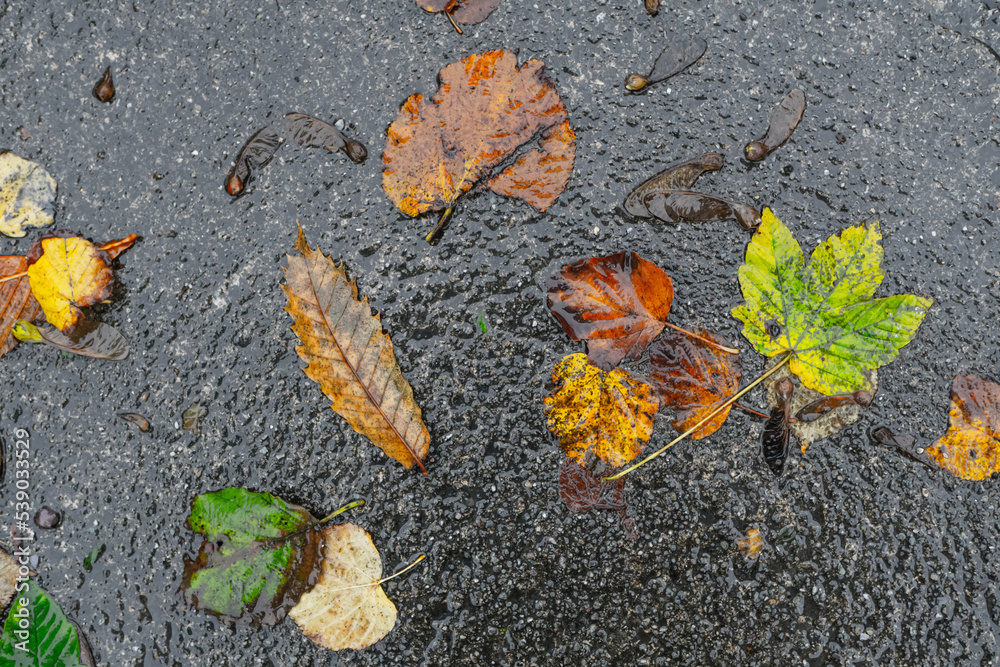multi-colored autumn foliage on the pavement wet from the rain. High quality photo