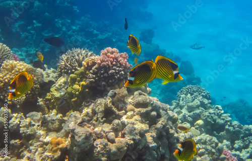 Fish and Coral: Red Sea Raccoon Butterflyfishes on a coral reef. Coral Reef Scene with Red Sea Raccoon Butterflyfishes