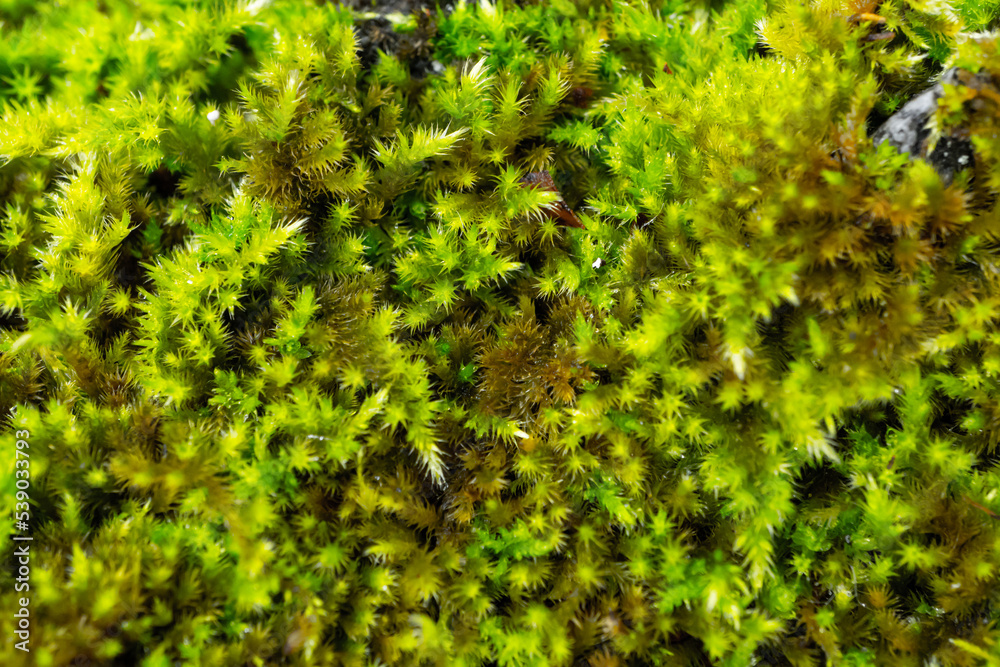Moss texture, green rain wet moss, autumn, october. High quality photo Moss texture, green rain wet moss, autumn, october. High quality photo