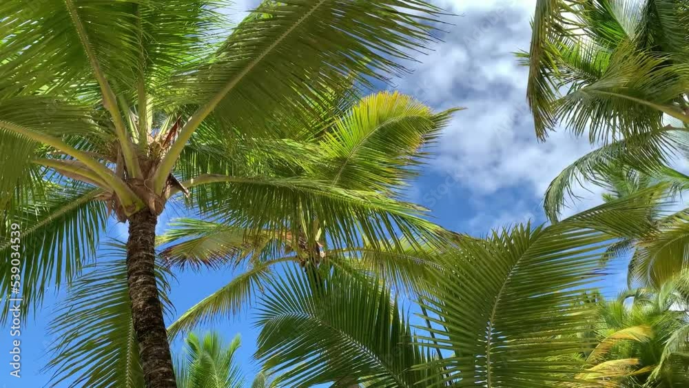 Palm trees are the main symbol of the tropical coast. They are also plants that provide important food products such as coconuts and dates. Palm trees are the main symbol of the tropical coast. They are also plants that provide important food products such as coconuts and dates.