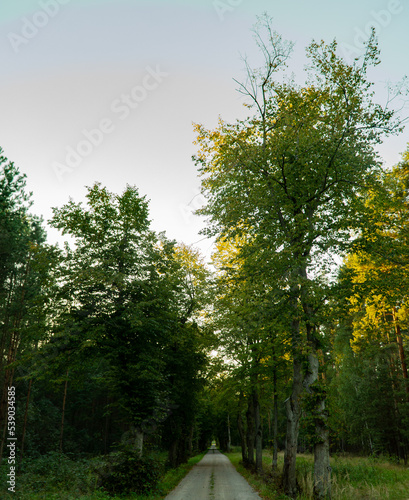 Fototapeta Naklejka Na Ścianę i Meble -  droga leśna