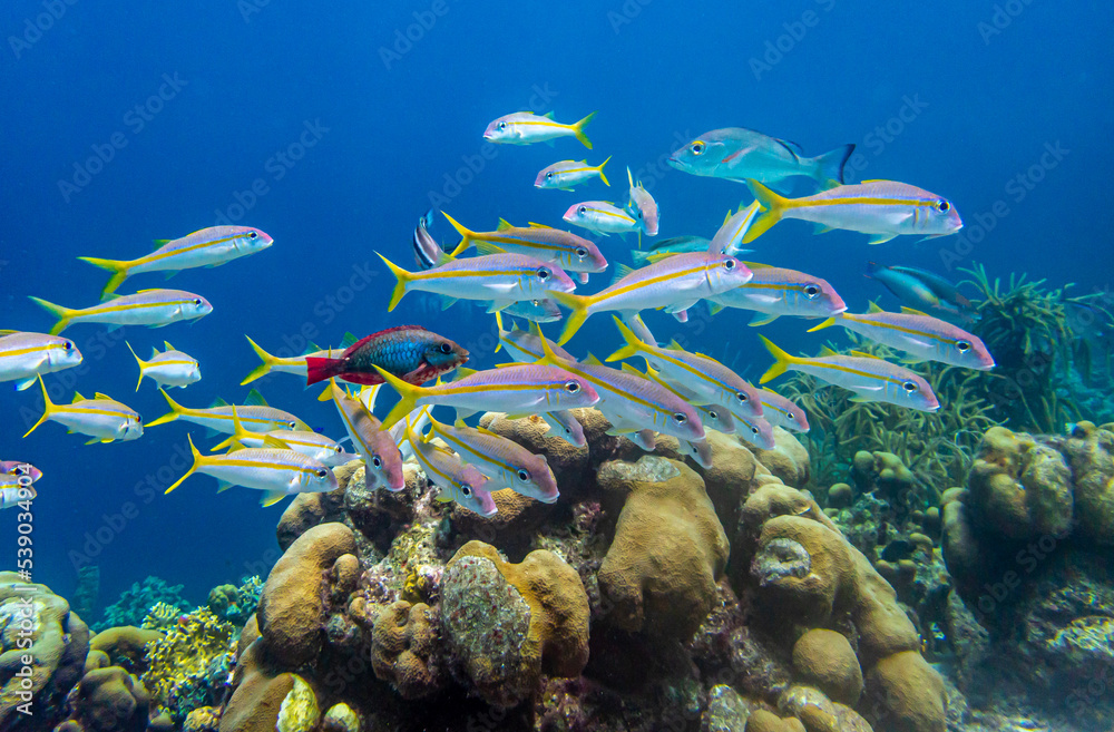 Fototapeta premium yellowtail snapper,Ocyurus chrysurus