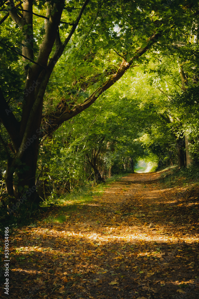 Obraz premium Droga przez las jesienią