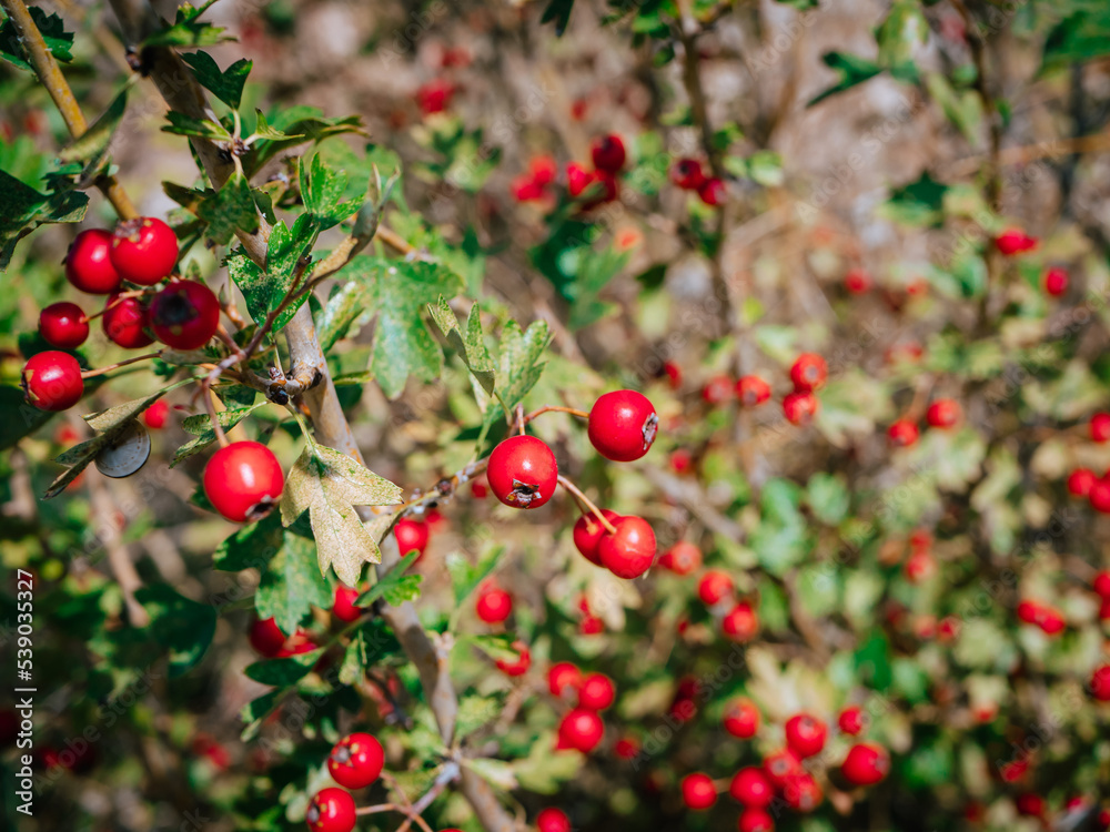 bright red hawthorn berries on a bush among foliage on a clear sunny day