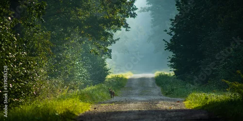 Fototapeta Lis na drodze 