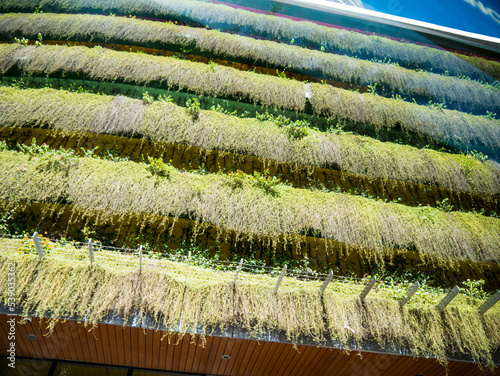 A building covered by vegetation on the Rock of Gibraltar