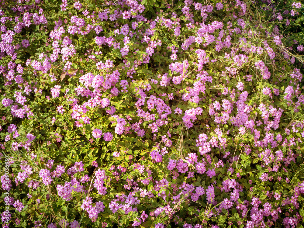 small evergreen Lantana montevidensis plant spreading ground cover with mauve flowers
