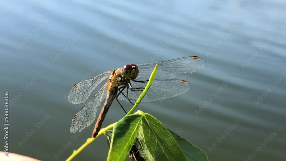 Dragonfly dries its wings after falling into the water. Dragonfly rescue. The man saved the dragonfly