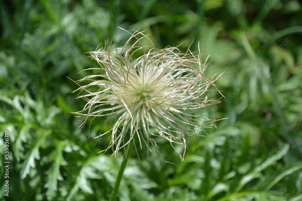 PULSATILLE DES ALPES VERS LES CHALETS DE GRAYDONS