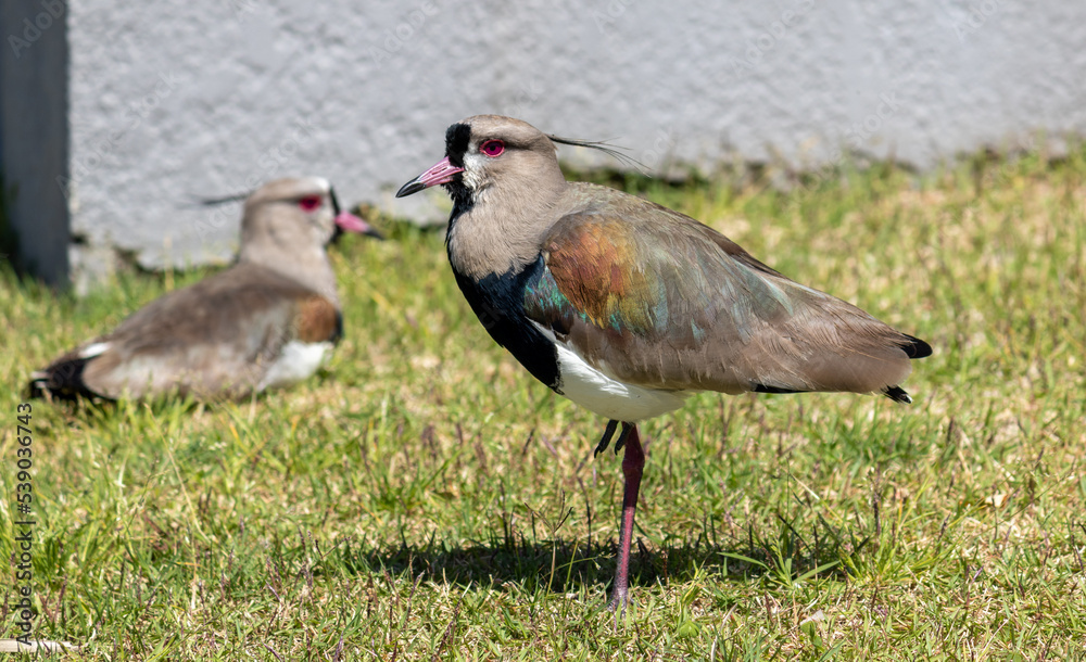 Photograph of a Southern lapwing. Photograph of a Southern lapwing.