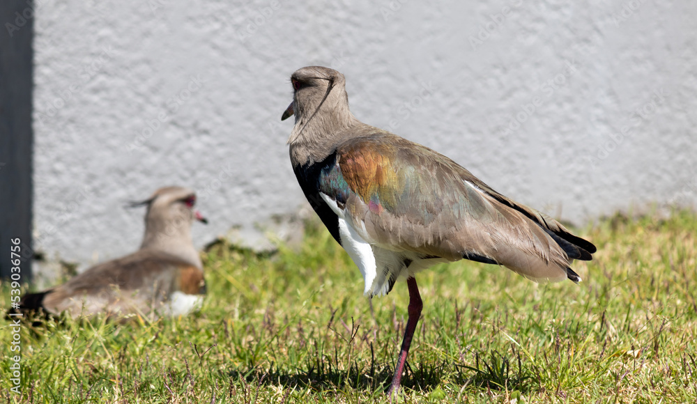 Photograph of a Southern lapwing. Photograph of a Southern lapwing.