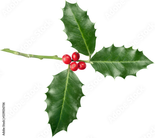 Cute holly leaves and berries, christmas decoration isolated on white background photo