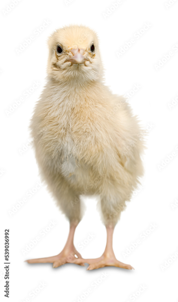Cute little chicken isolated on white Cute little chicken isolated on white