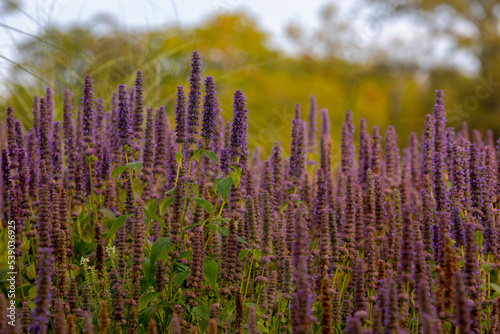 Selective focus of purple blue flower Korean mint in the garden, Blue Fortune or Agastache rugosa also known as wrinkled giant hyssop is an aromatic herb in the mint family, Nature floral background.