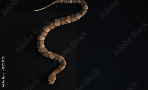 Venomous copperhead snake with green tail in slither while isolated on black background by copy space. photo