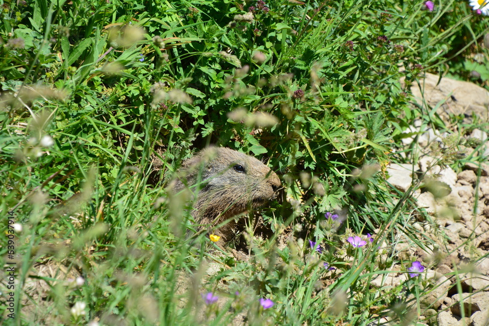 MARMOTTE VERS LES CHALETS DE GRAYDON MARMOTTE VERS LES CHALETS DE GRAYDON