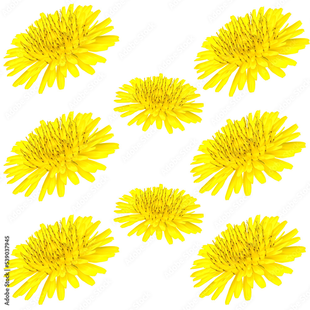 Obraz premium dandelion flowers