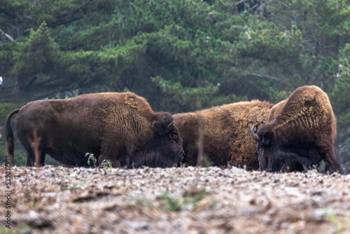 American bison in Bison Paddock,Golden Gate Park in San Francisco.