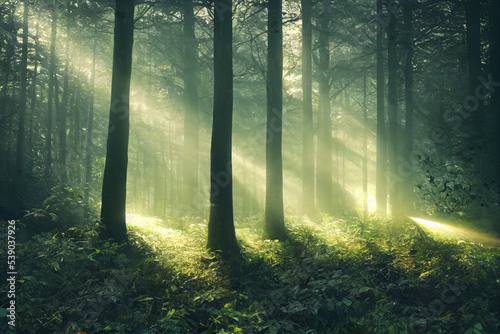 sun rays through the forest © Albert