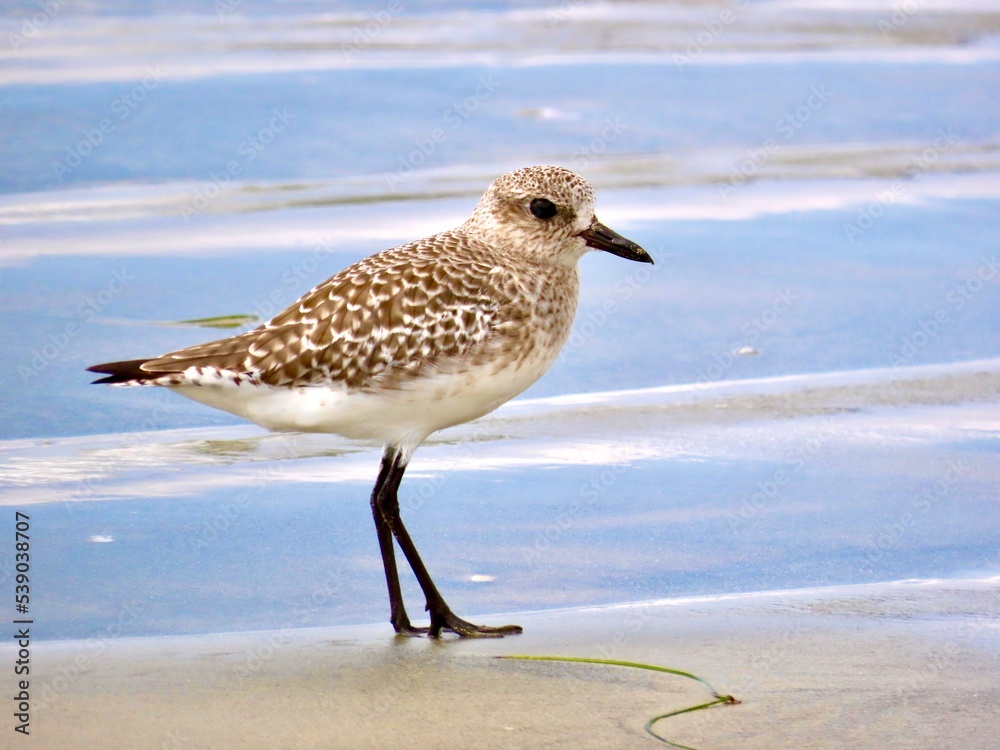 Obraz premium Plover on the beach